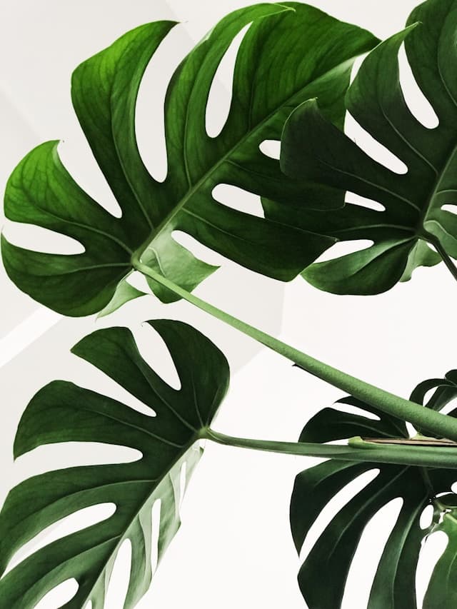 Design detail